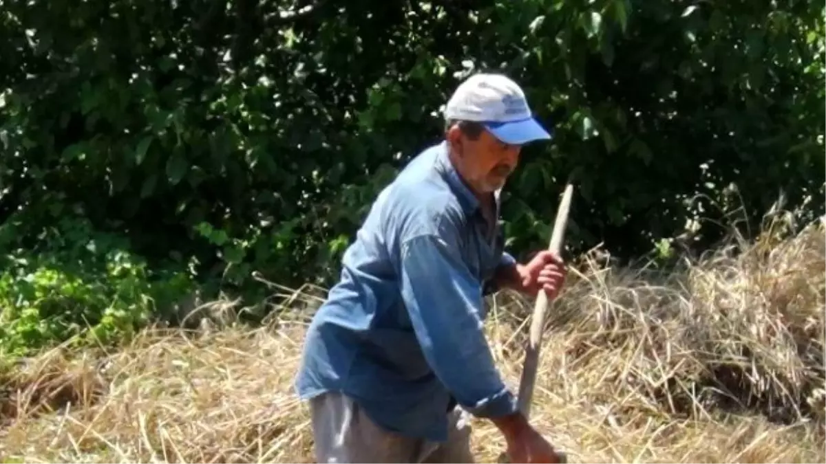 Eğimli Arazideki Buğdaylar Kosayla Biçiliyor