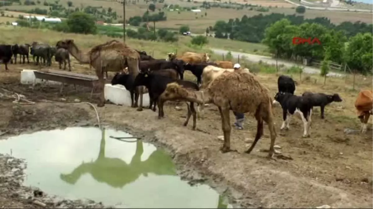 Karabük\'te Develer Manda Havuzunda Serinliyor