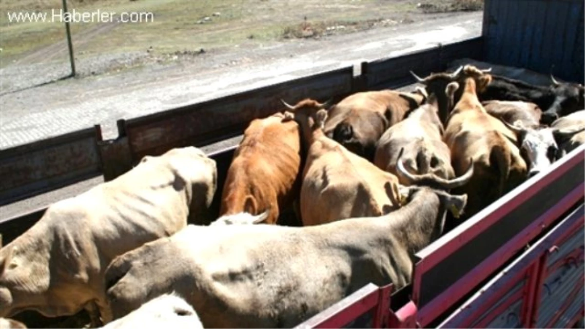 Kars\'ta Kurbanlık Hayvan Sevkiyatı Başladı