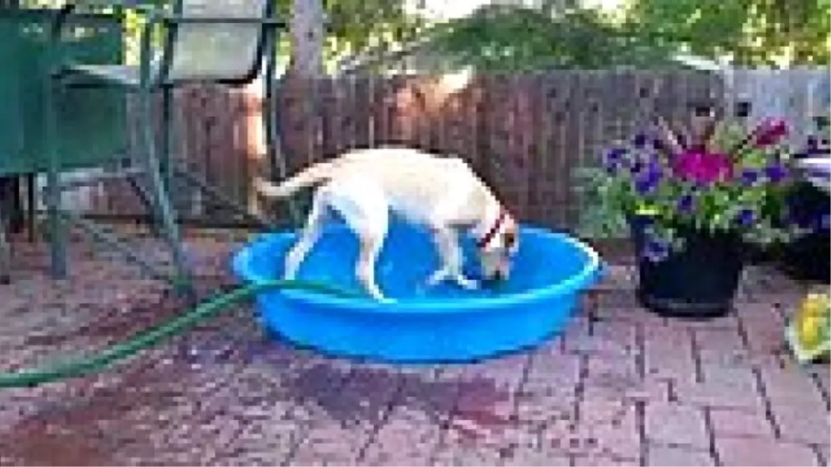Kendi Havuzunu Kendisi Dolduran Köpek