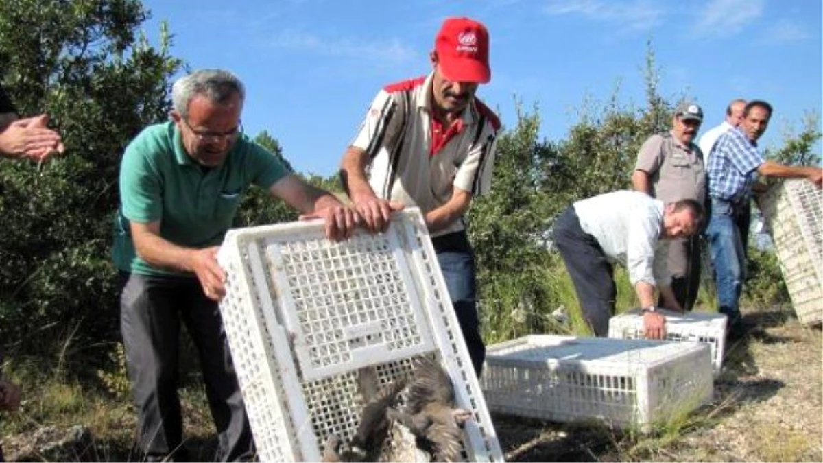 Kütahya\'da 1500 Kınalı Keklik Doğaya Salındı