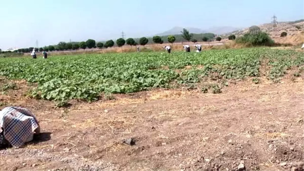 Sıcaklarda Çalışacak İşçi Bulamıyorlar