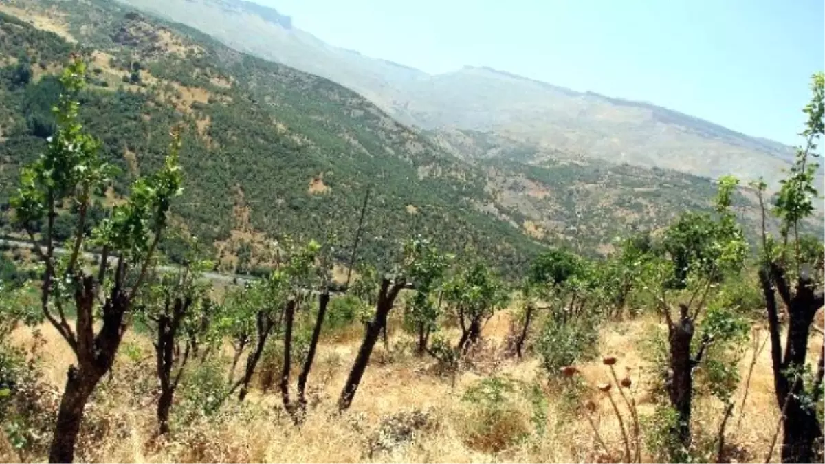 Yabani Bıttım Ağaçları Aşılandı