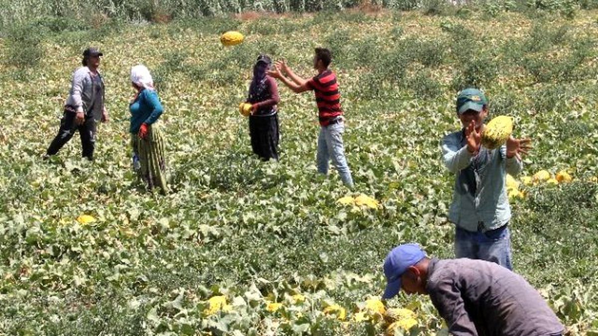 45 Derece Sıcakta Ekmek Mücadelesi