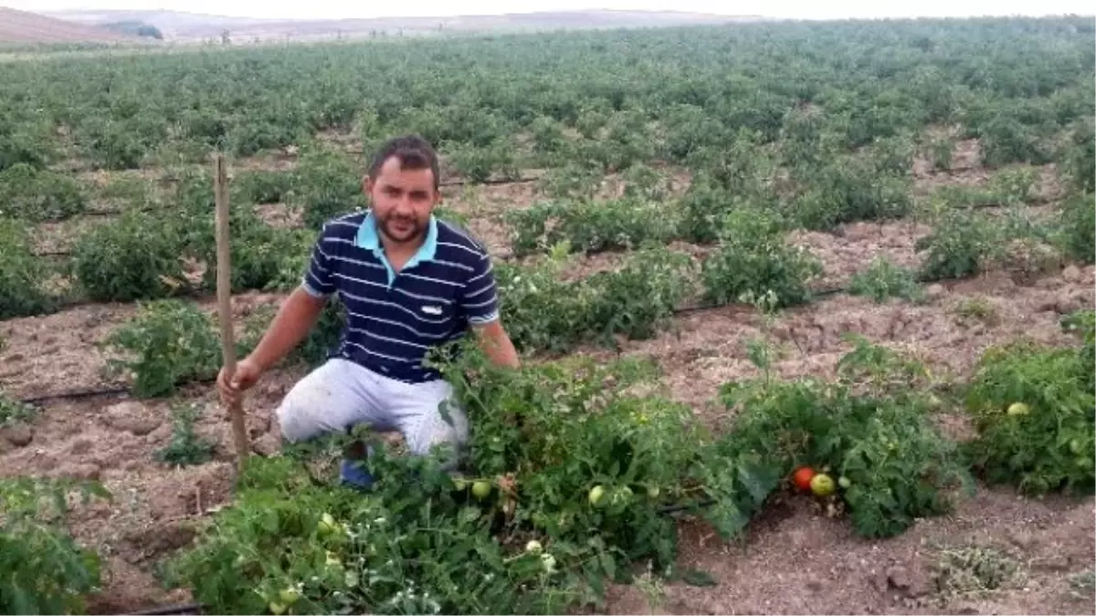 Damlama Sistemi ile Tek Başına 8 Dekar Domatesi Suluyor