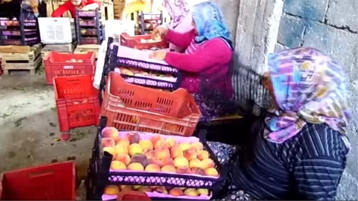 Famous Mersin Peach Harvest Kicks Off, Cheers Producers