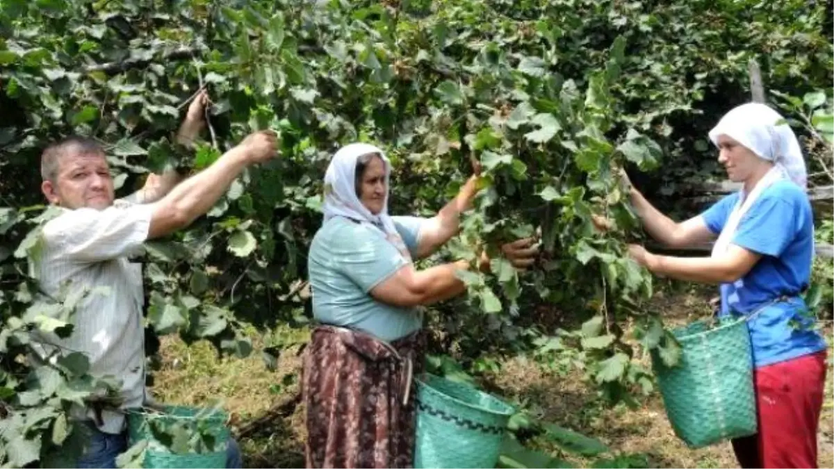 Hazelnut Harvest Season Begins Earlier Than Forecasts