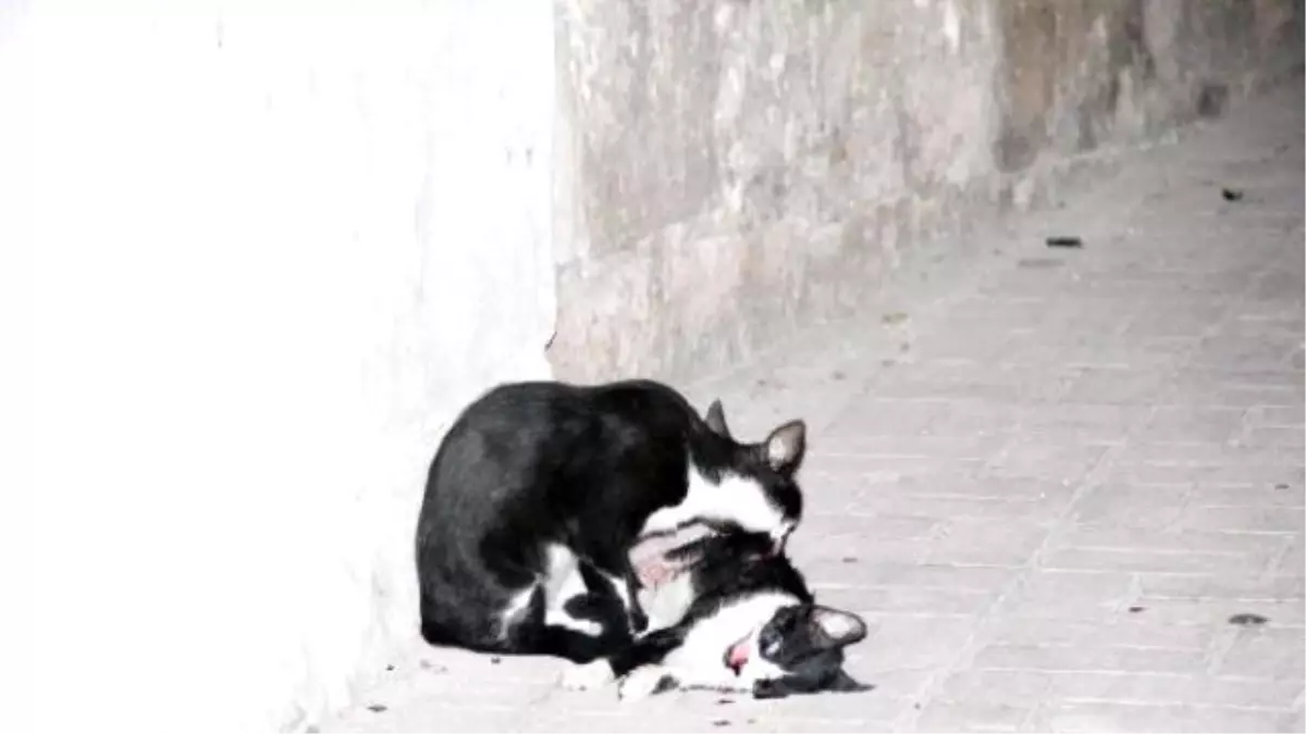 Kedi, Otomobil Çarpan Kedinin Başından Ayrılmadı