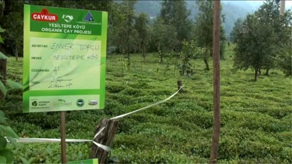 Organik Çay Tarımı Projesi"