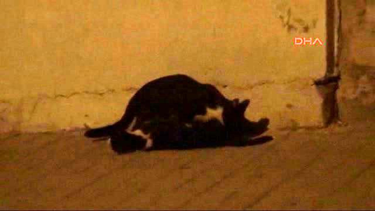 Şanlıurfa Kedi, Otomobil Çarpan Kedinin Başından Ayrılmadı