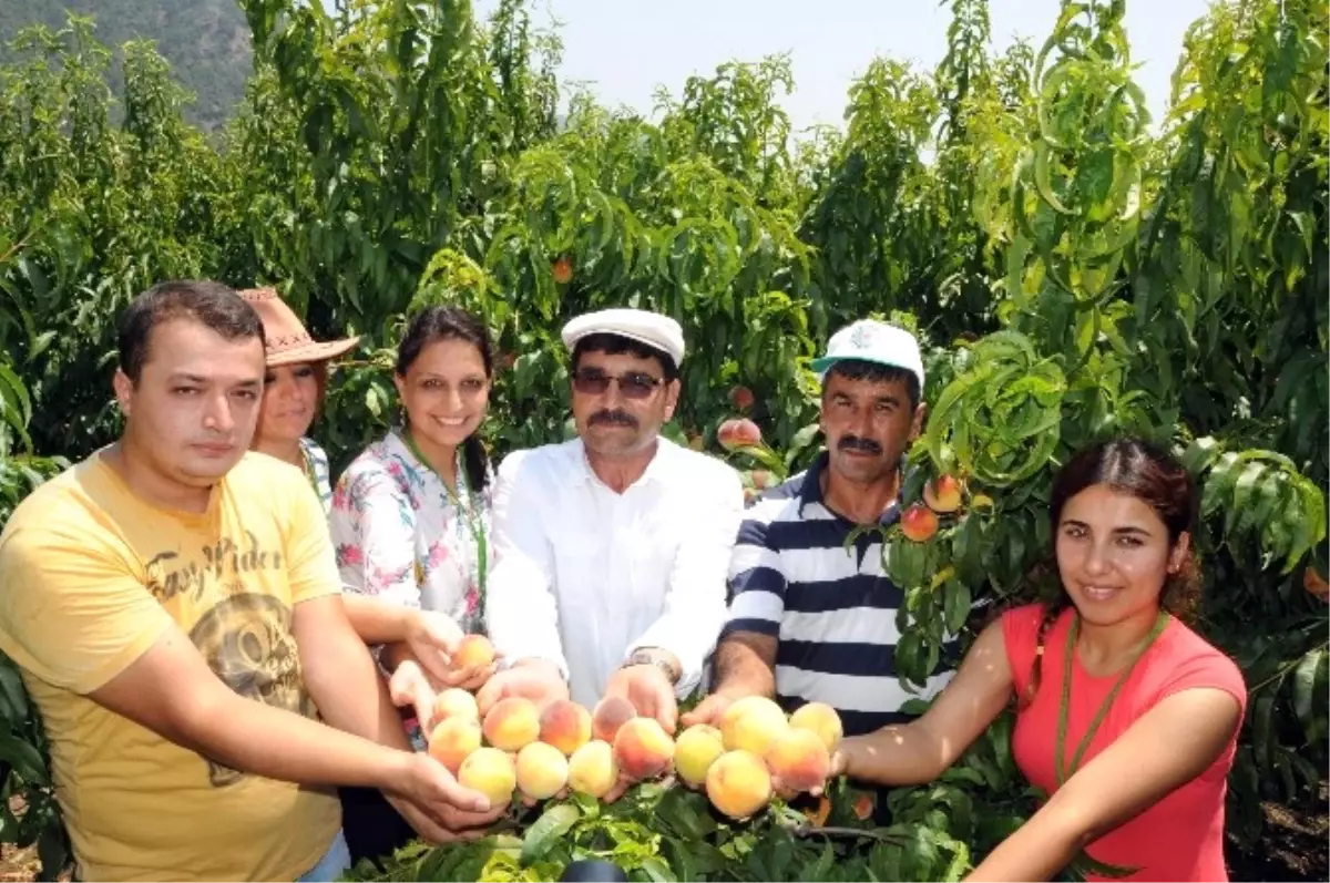 Şeftali Yüz Güldürüyor