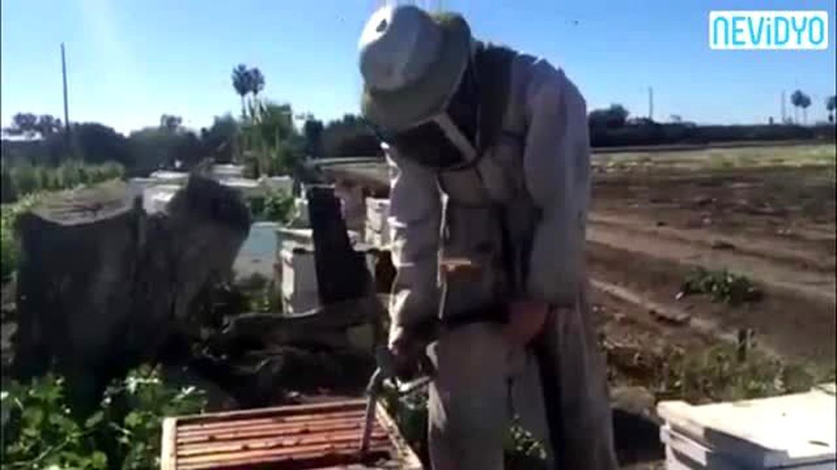 Acemi Arıcının Talihsiz Sonu!