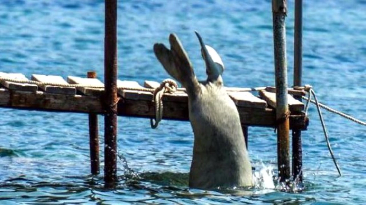 Akdeniz Fokları Bodrum\'u Sevdi