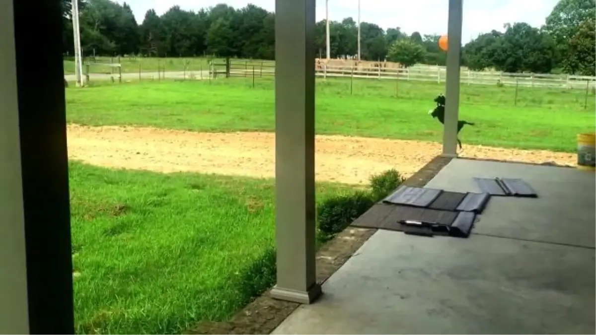 Balonla Oynayan Dünyanın En Mutlu Köpeği