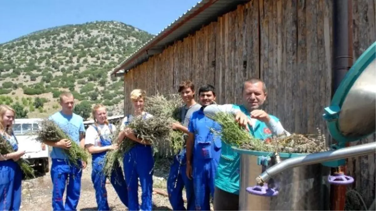 Burdur\'da Lavanta Yağı Üretimi