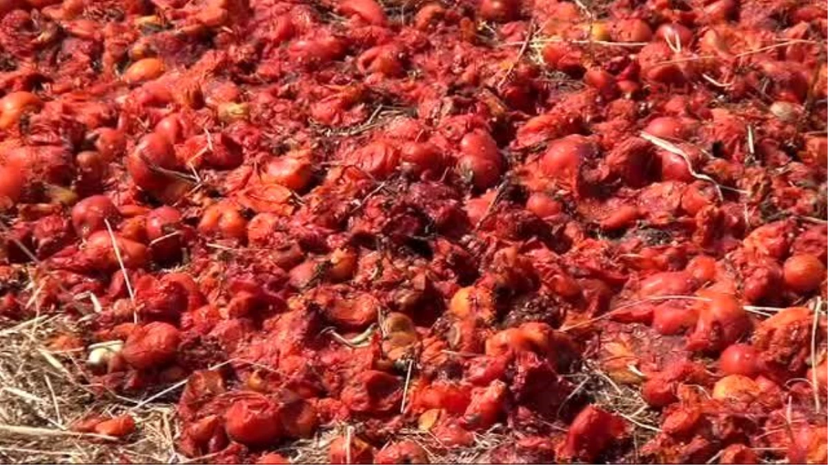 Çanakkale Domatesini Hastalık Vurdu