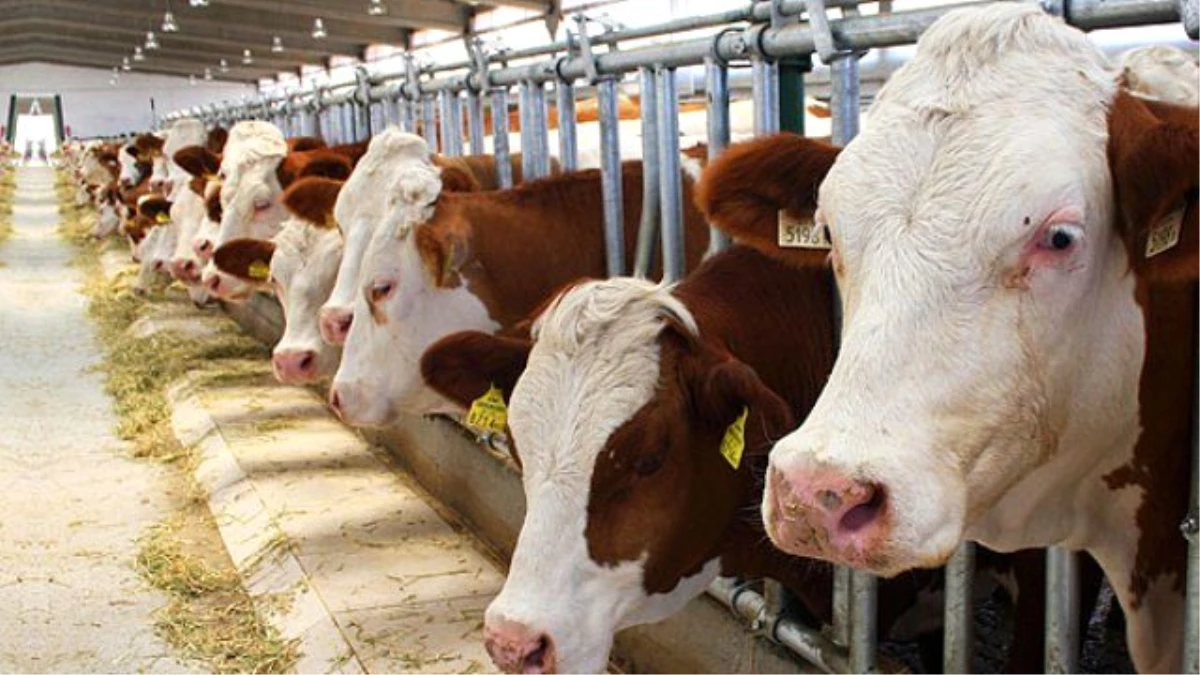 Et Üreticileri : Et İthalatı Olursa Yüzlerce Besici Batar