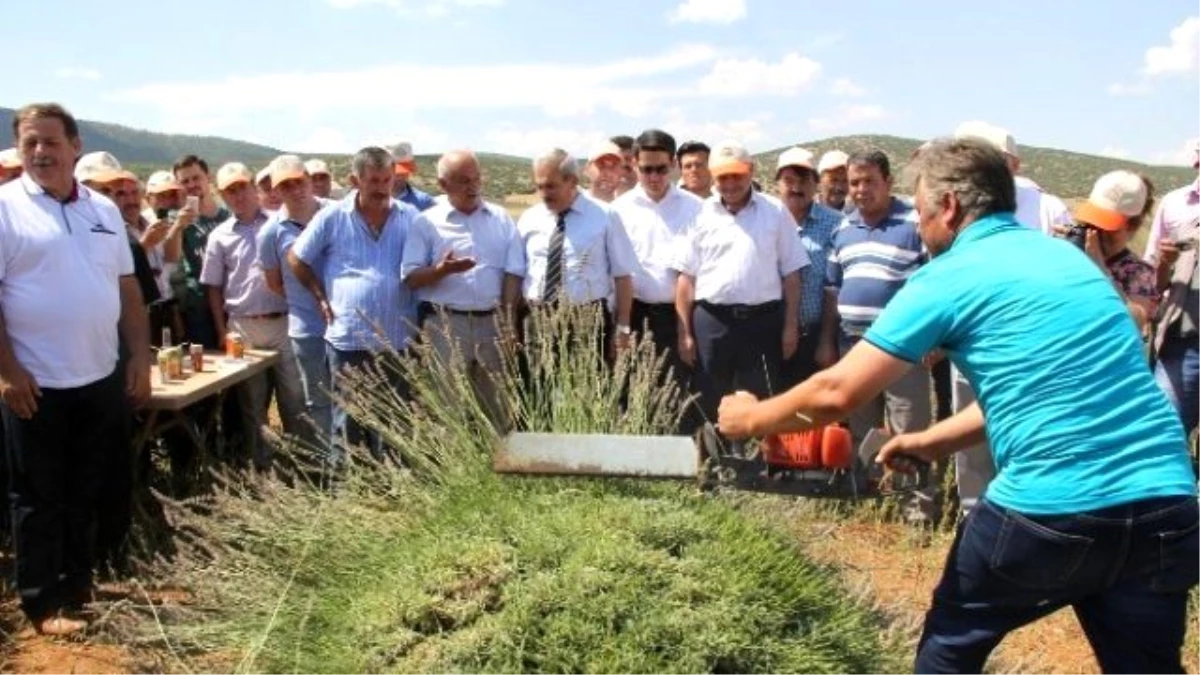 Isparta\'nın Yeni Markası Lavanta