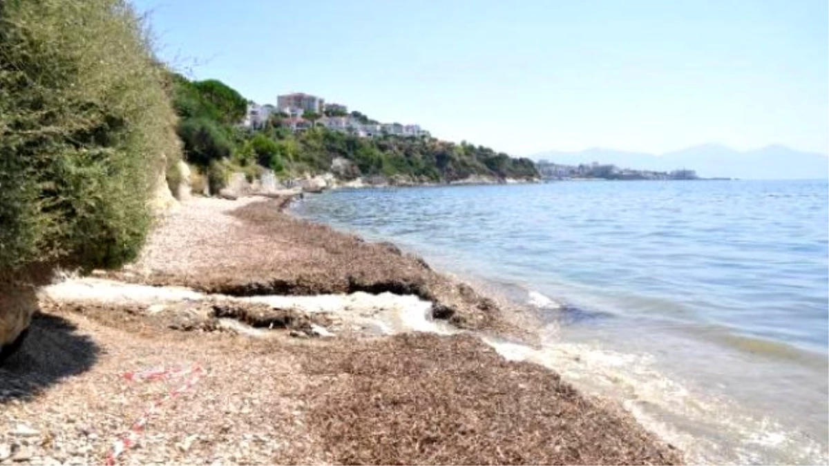 Kuşadası\'nda İki Plaj Kirlilik Yüzünden Kapatıldı