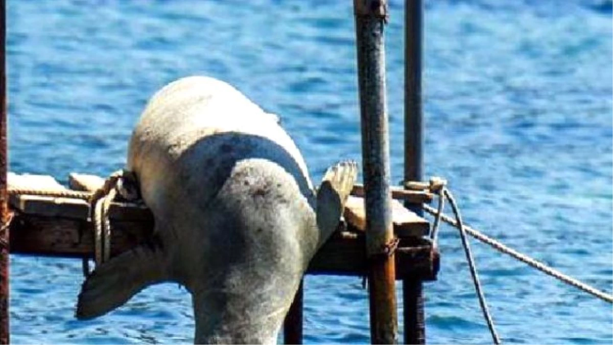 Mediterranean Monk Seals Catch Some Rays Off Bodrum Resort Town