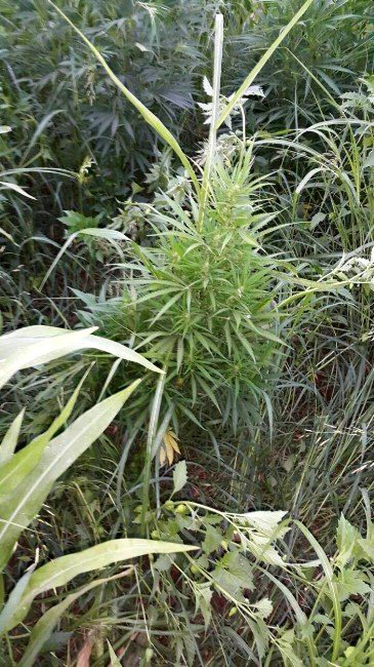 Tarlada 265 Bin 860 Kök Kenevir Ele Geçirildi