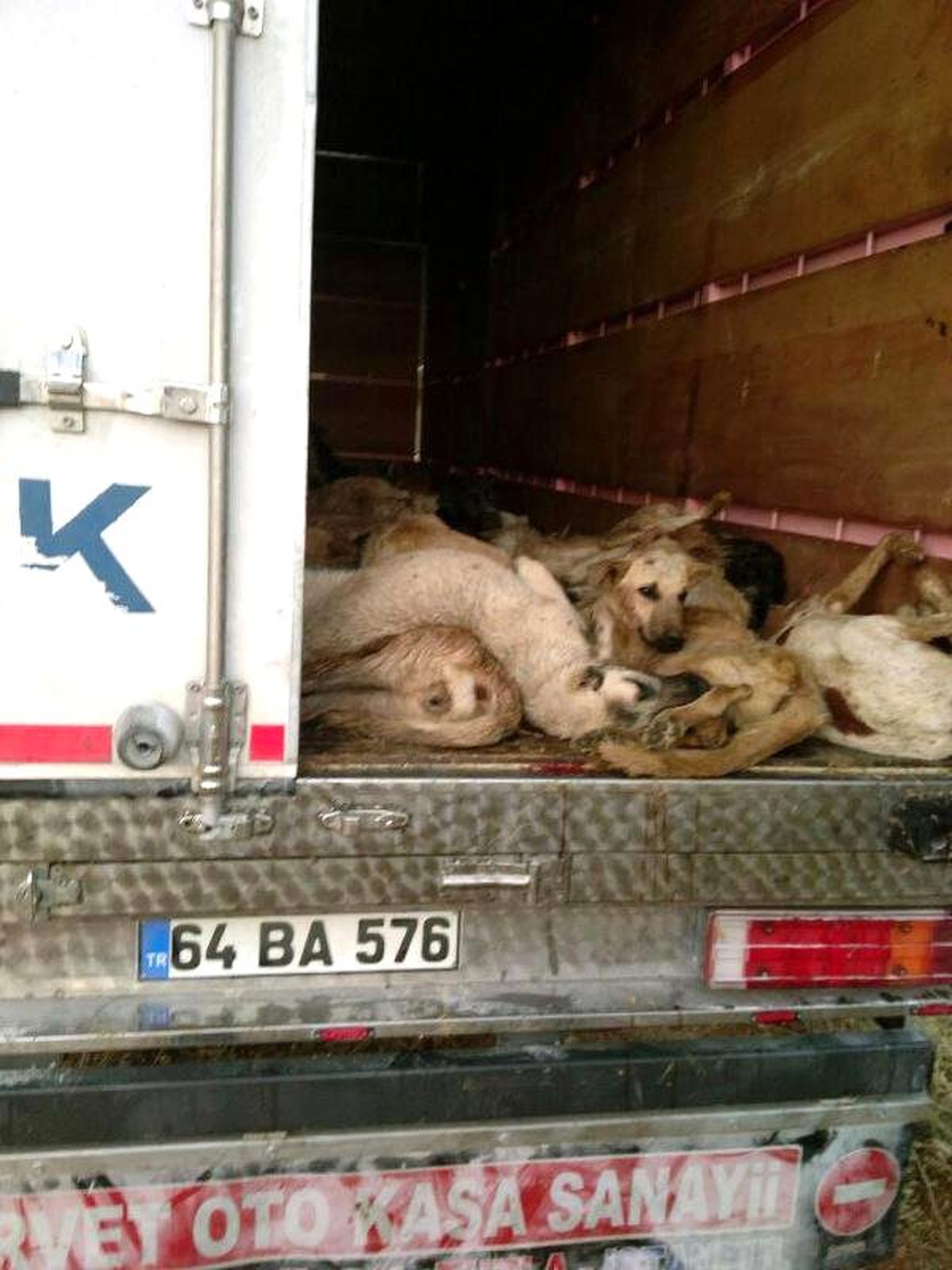 Tır\'la Sokak Köpeği Vahşetine Soruşturma İsteği