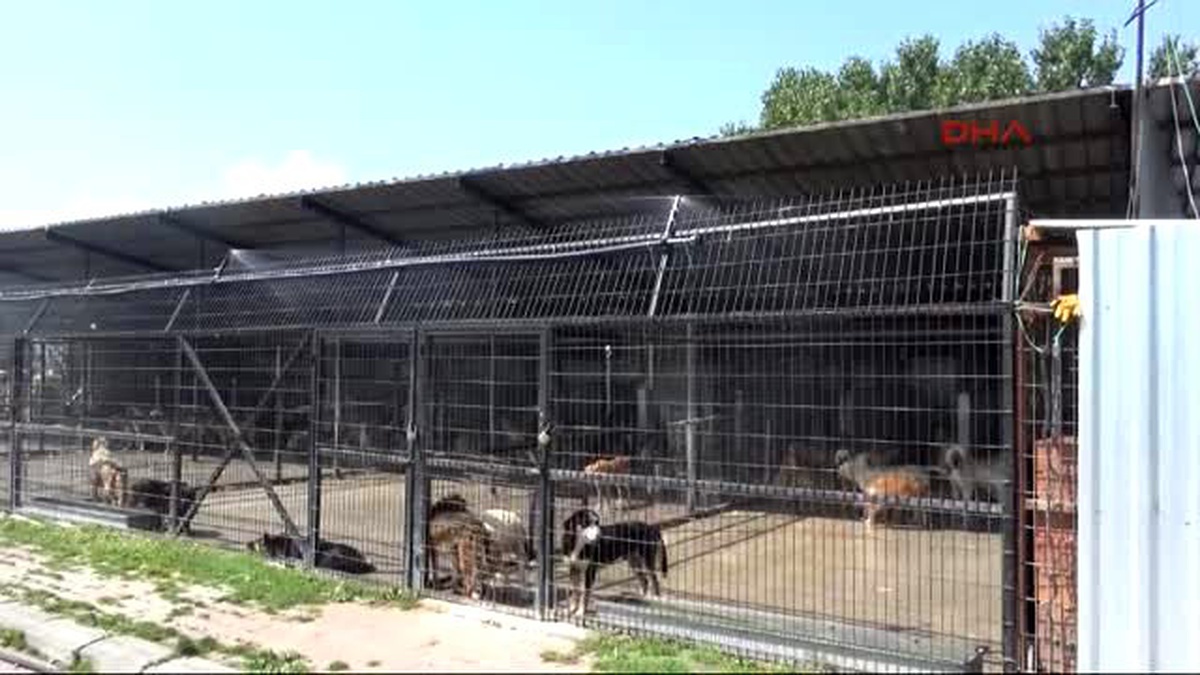 Bolu Barınakta Kalan Köpekleri Serinleten Fıskiye