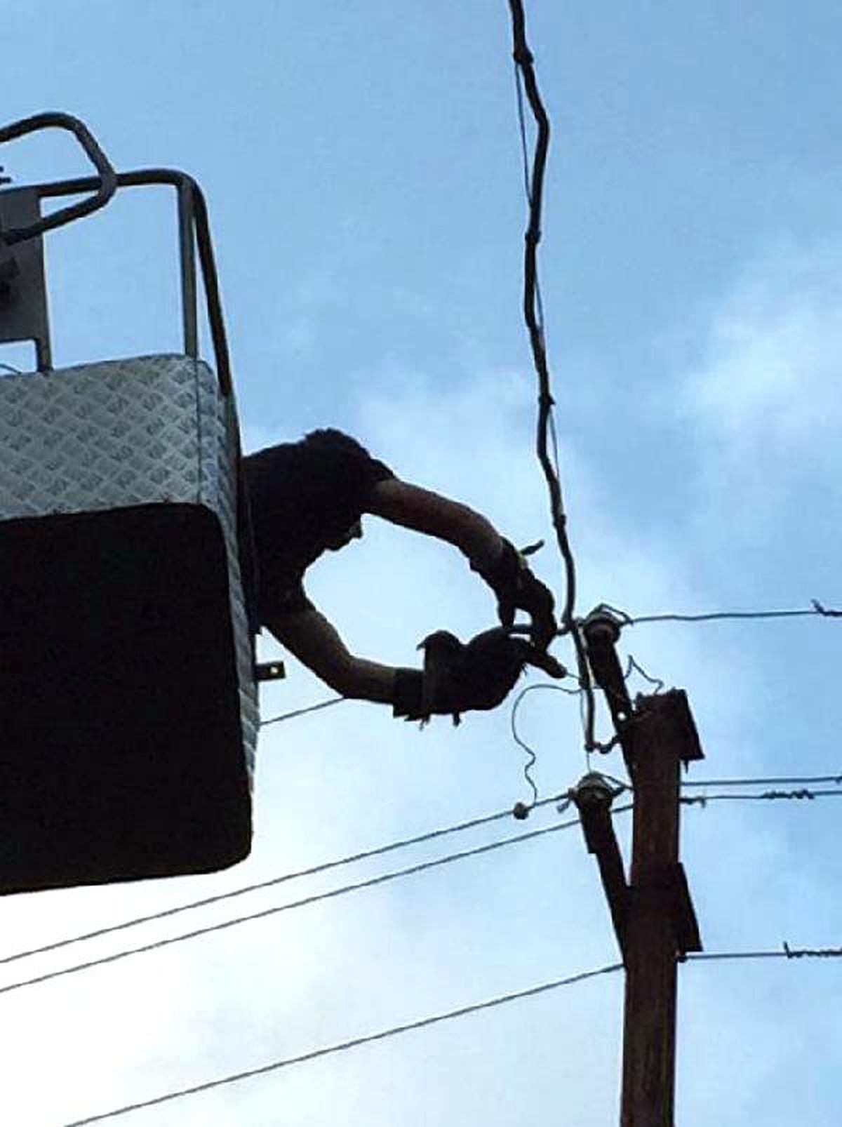 Ordu\'da Elektrik Tellerine Takılan Güvencini İtfaiye Kurtardı