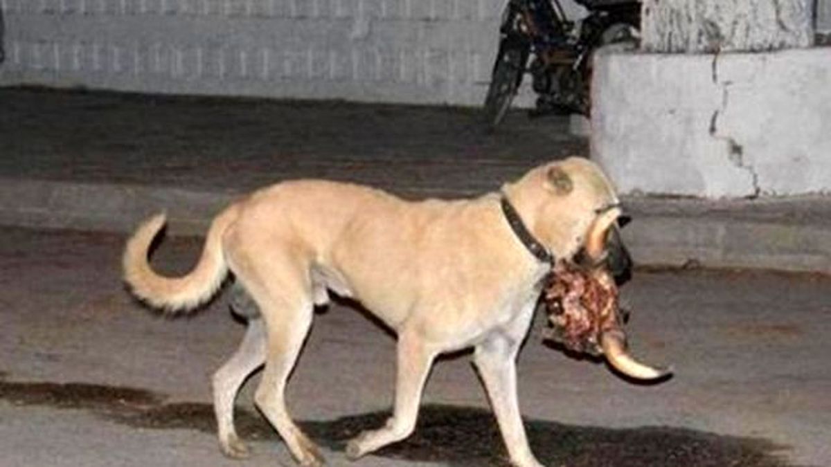Köpek Koskoca Dana Kafasını Böyle Götürdü