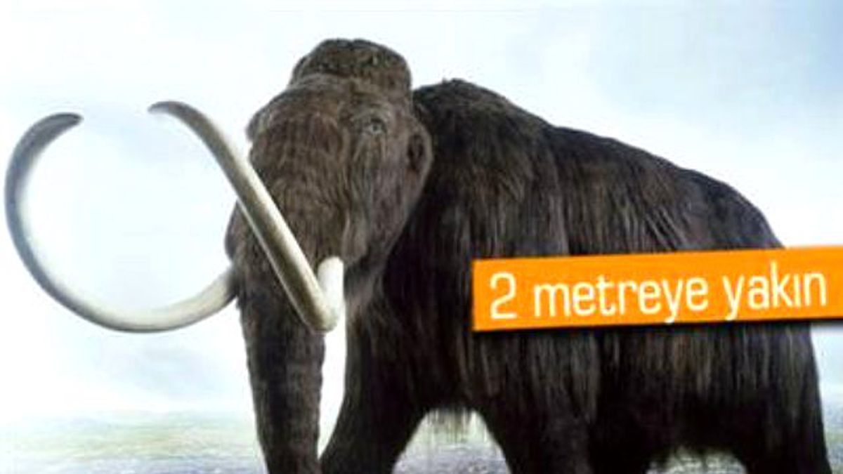 20 Bin Yıllık Mamut Dişi Bulundu