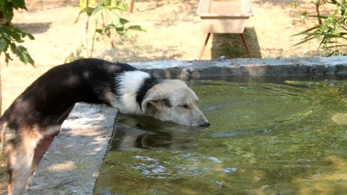 700 Köpeği İçin Havuz Yaptırdı
