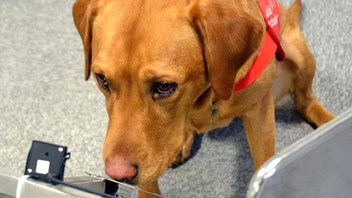 Kanseri Koklayan Köpekler