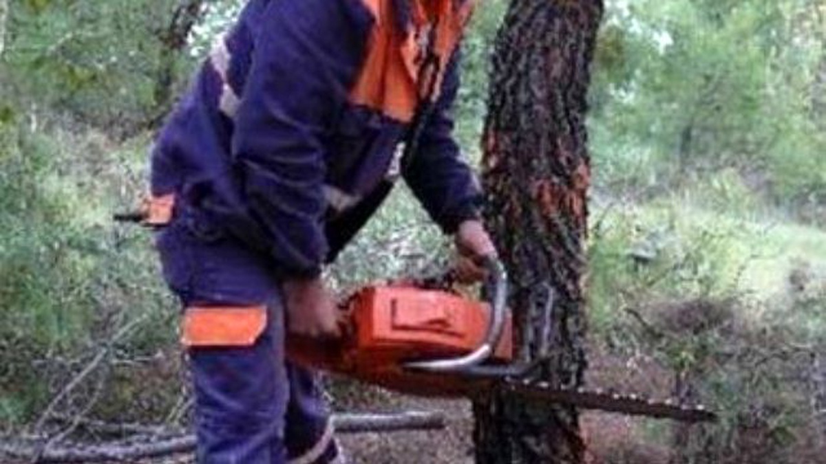 Kestiği Ağacın Altında Kalan Kişi Öldü