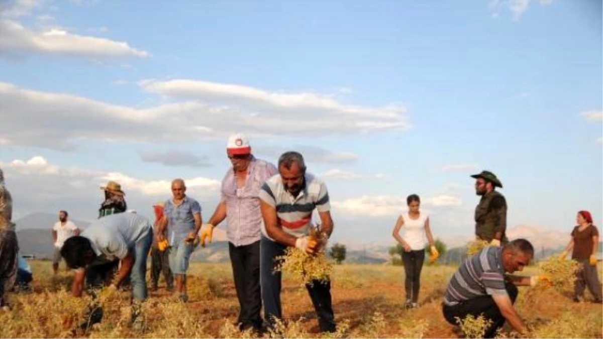 TKP\'li Ovacık Belediye Başkanı Nohut Hasadına Yardım Ediyor