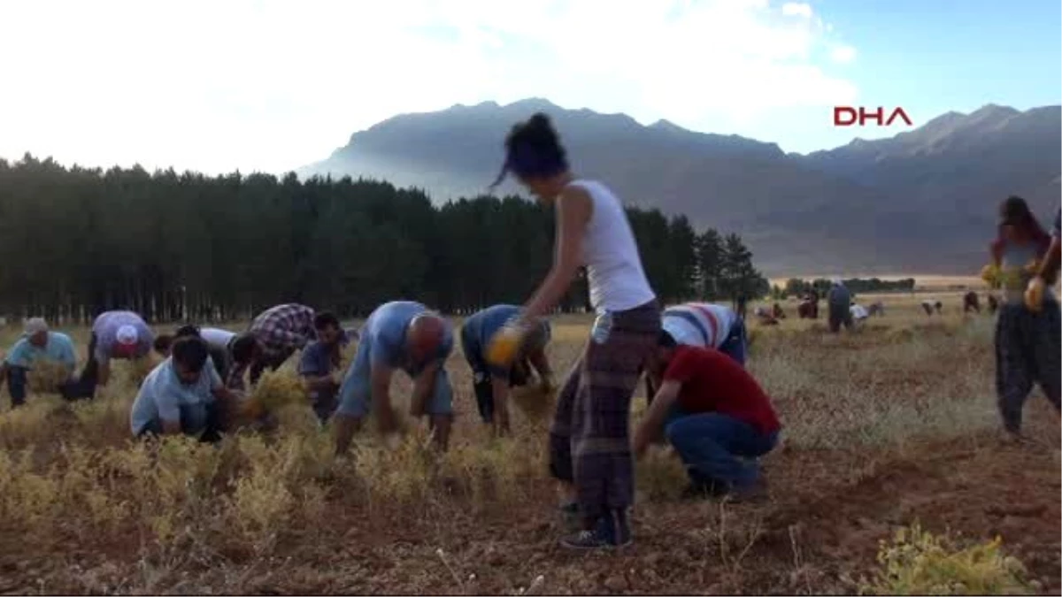 Tunceli - Komünist Belediye, Hazine Arazisine Ektiği Nohutların Hasadına Başladı