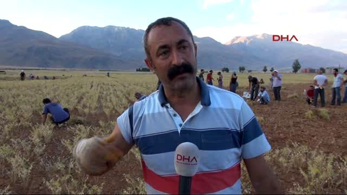 Tunceli - Komünist Belediye, Hazine Arazisine Ektiği Nohutların Hasadına Başladı -3