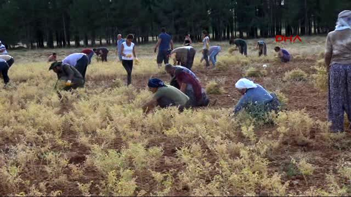 Tunceli - Komünist Belediye, Hazine Arazisine Ektiği Nohutların Hasadına Başladı -2