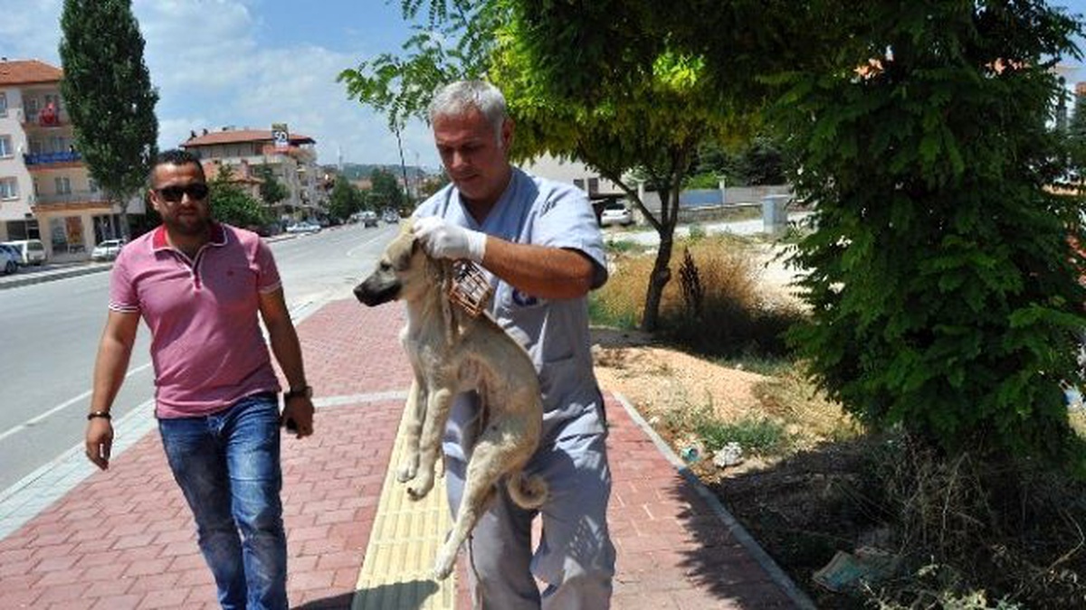 Yaralı Köpeğe Büyükşehir Belediyesi Sahip Çıktı