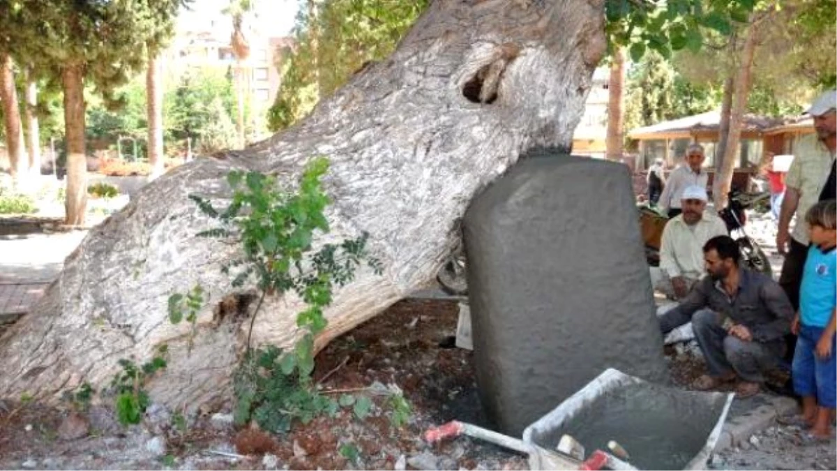 400-year-old Mulberry Tree Supported By Concrete Upholder İn Turkey\'s Gaziantep