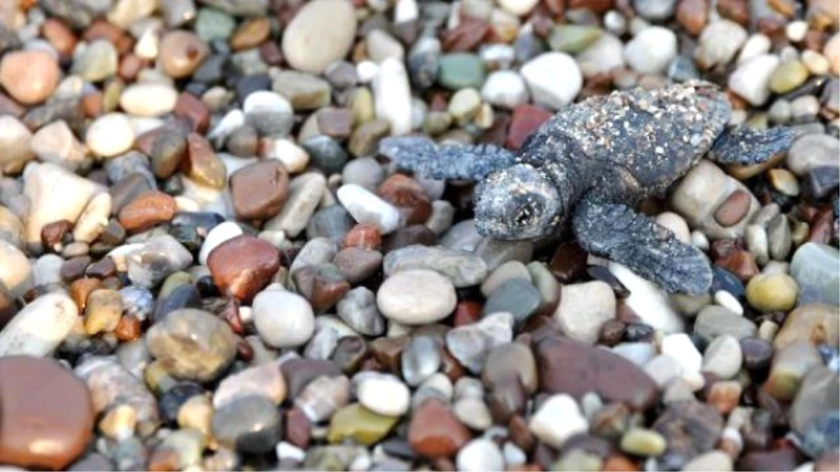 Baby Caretta Carettas On A Compelling Journey İn Southern Turkey