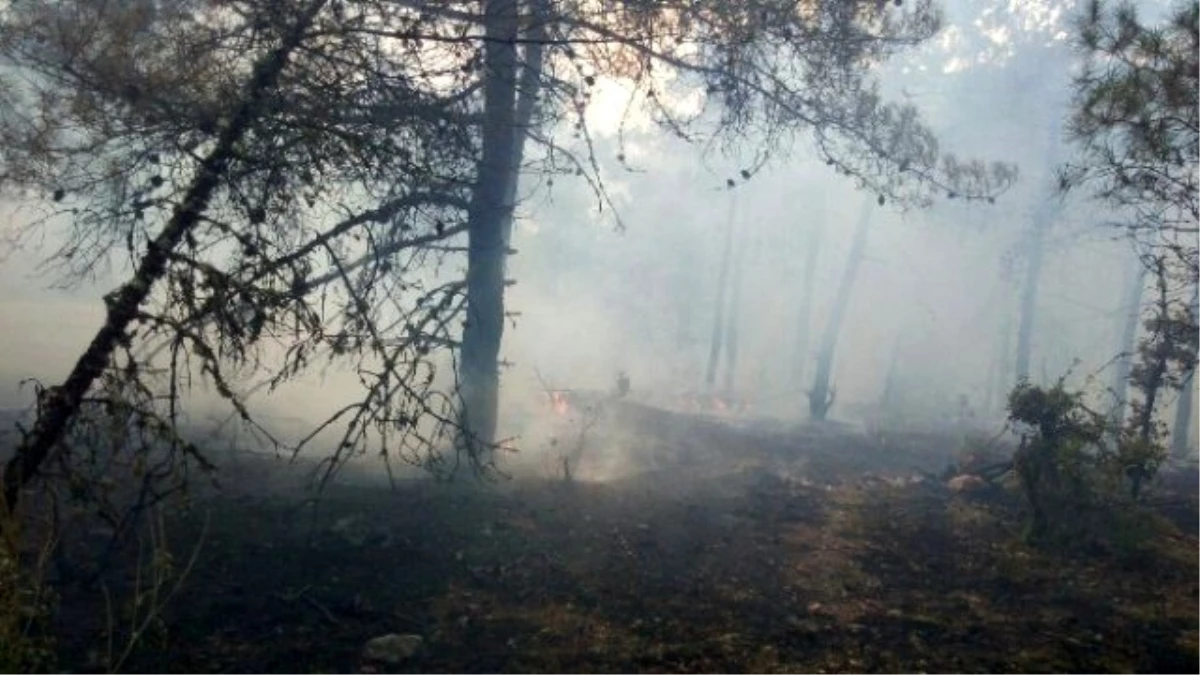 Bilecik İnhisar\'da Orman Yangını
