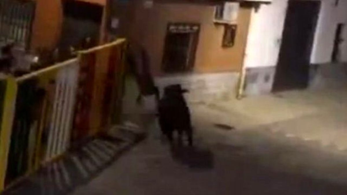 Video Çeken Adam Boğanın Boynuz Darbeleriyle Öldü