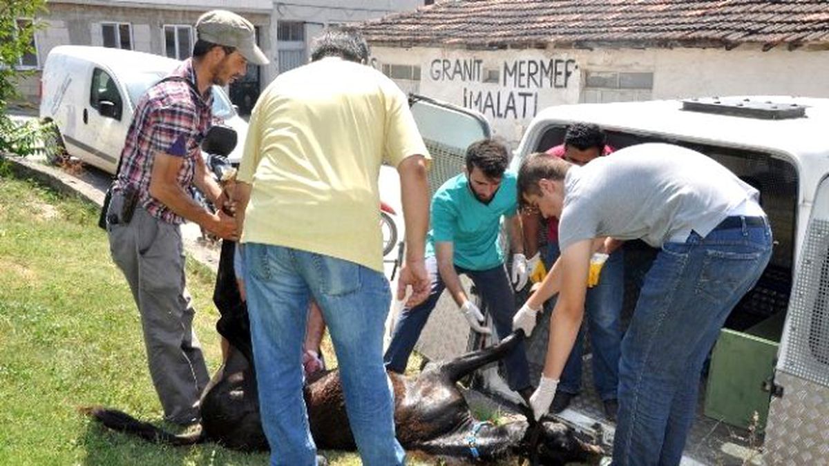 Bursa\'da Demire Saplanan Tay Kurtarılamadı