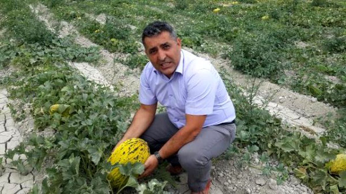 Kırkağaç Kavununda Hasat Başladı