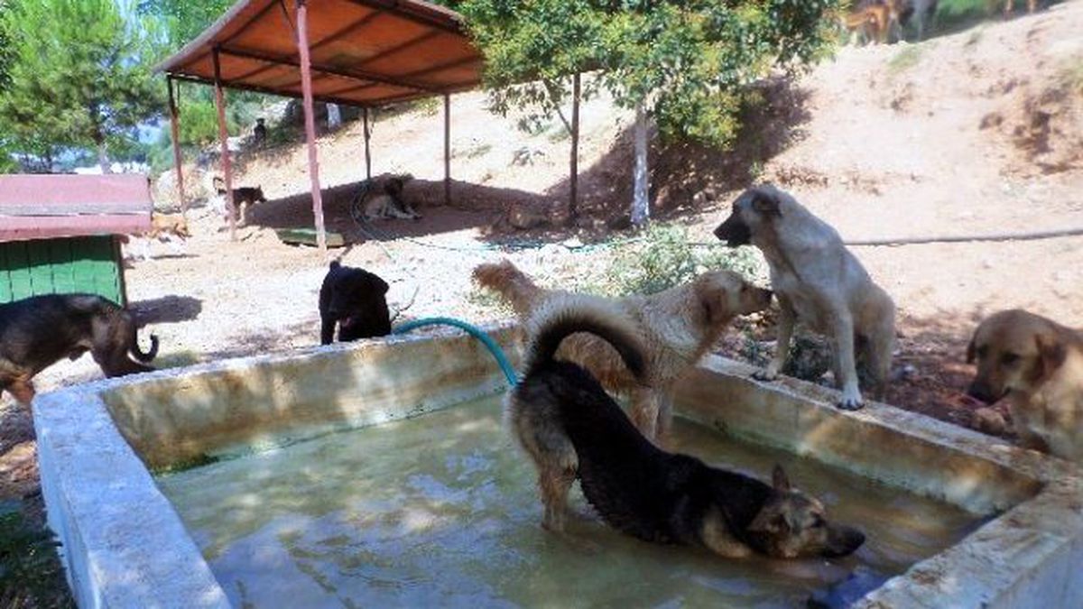 Köpekler İçin Havuz