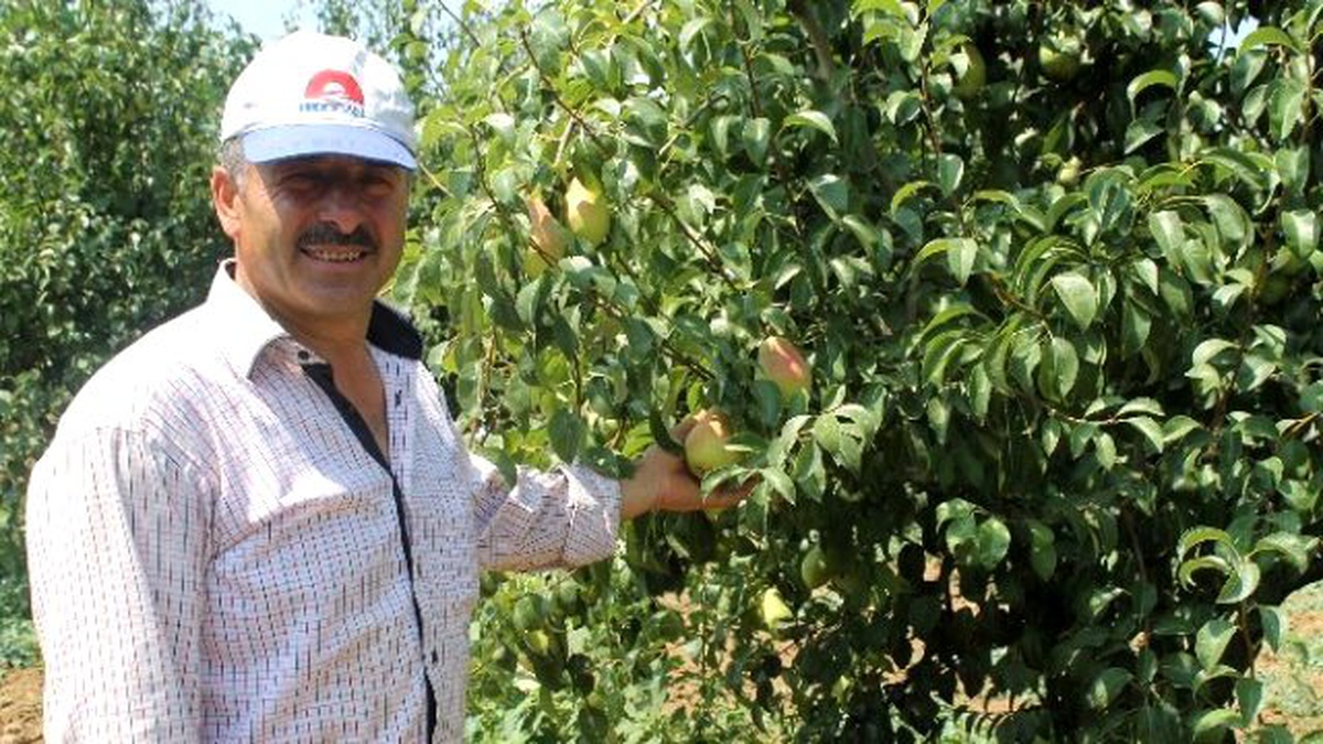 Dünya Yenişehir Armudu Yiyor