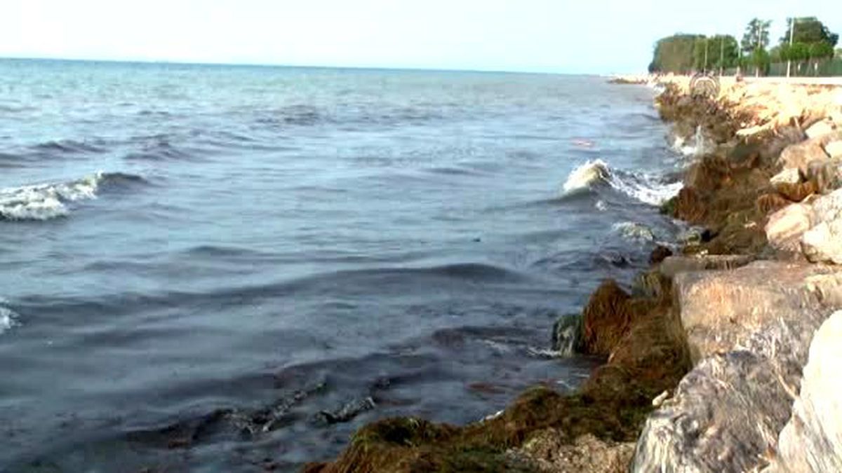 Sahilleri Kaplayan Yosunlardan Korkmayın'