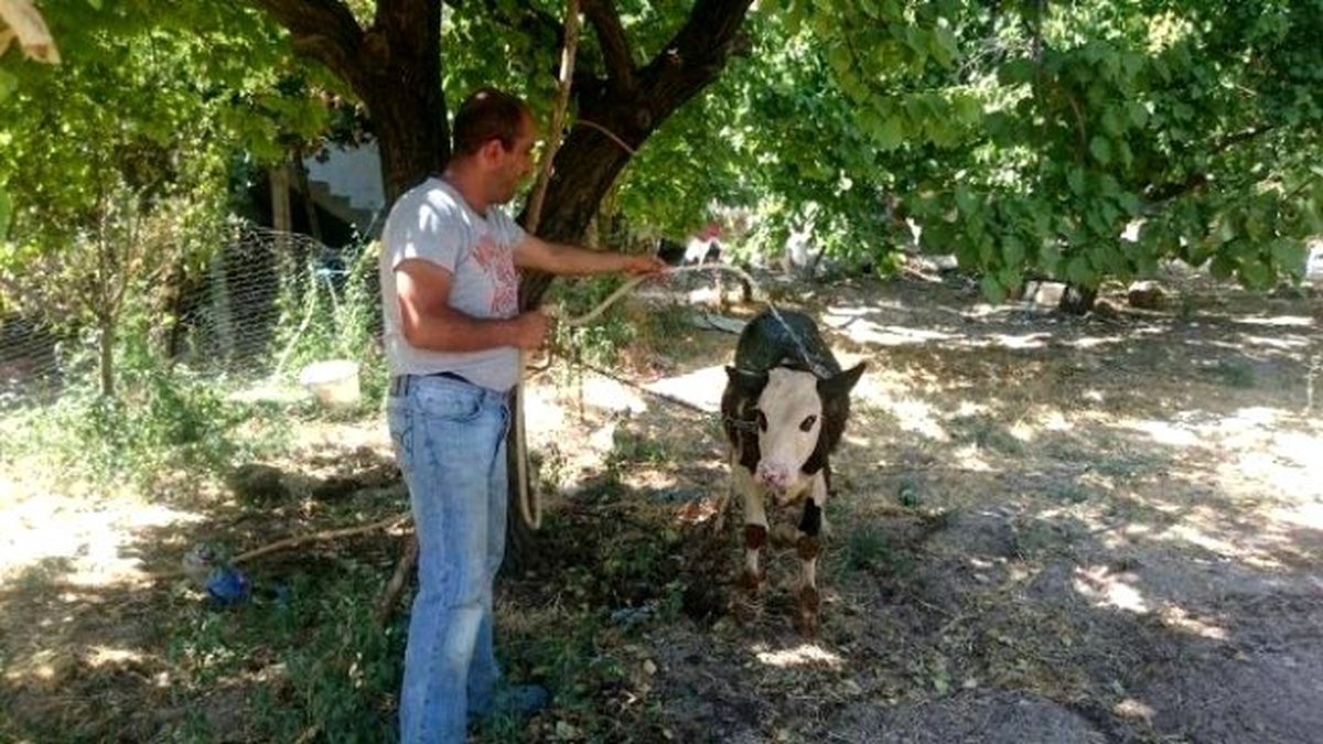 Sıcaklar Hayvanları da Etkiliyor