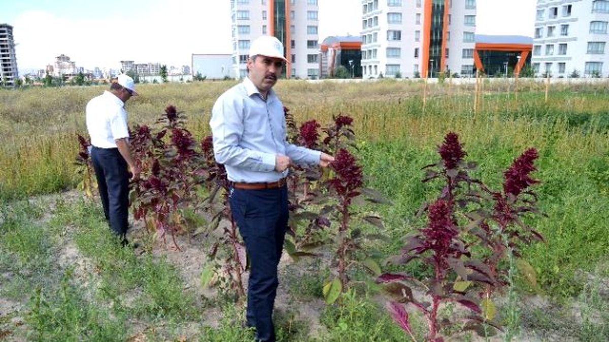 Tarım İl Müdürlüğü Araştırma Sahasında Birçok Sebze Yetiştiriyor