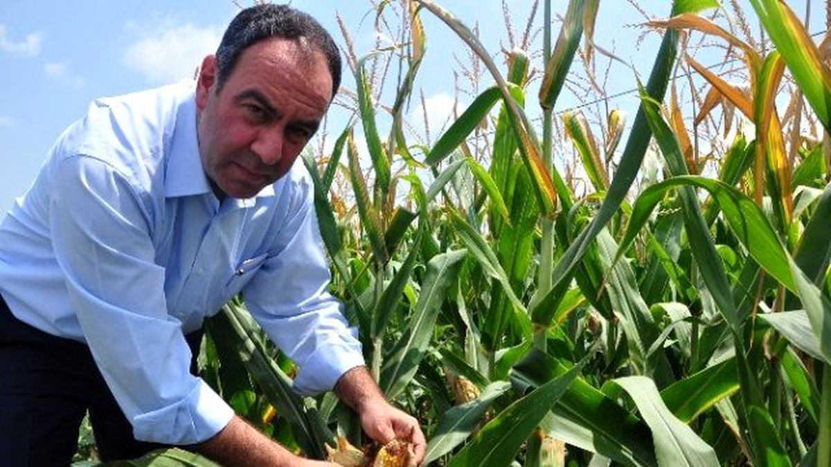 Tümer: "Mısır Taban Fiyatı Açıklanmalı"